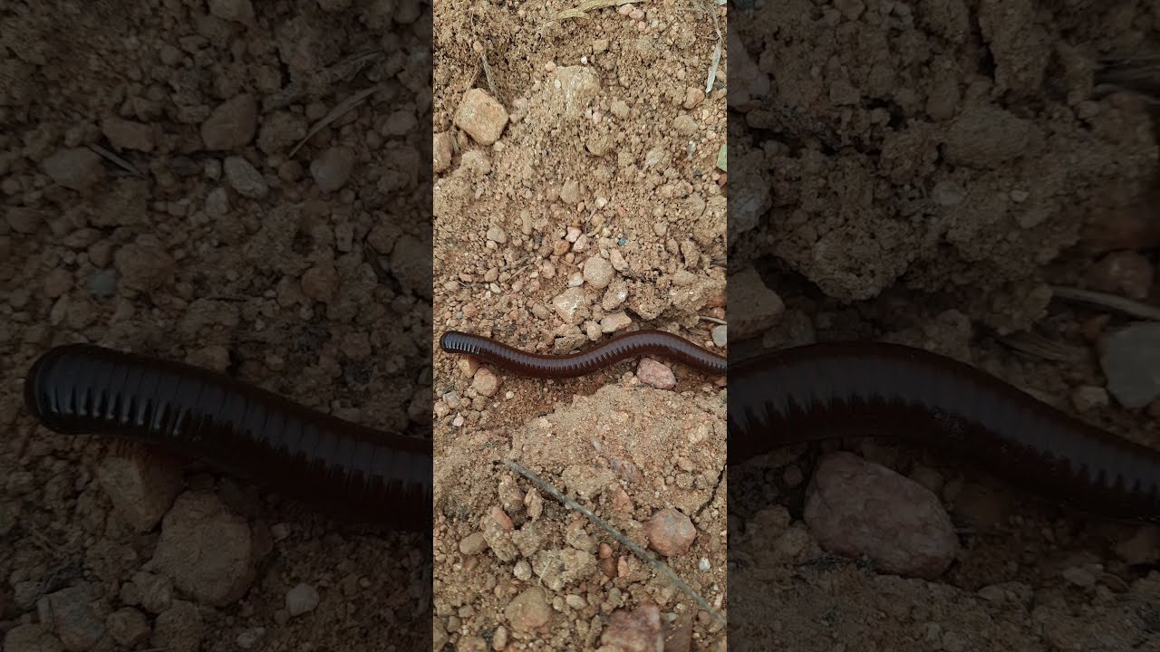 Millipede in Forest