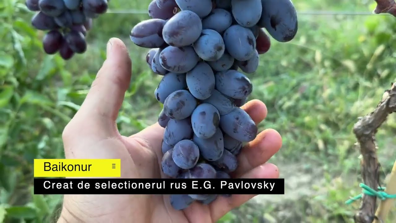 Prezentare strugure de masa, soiul Baikonur