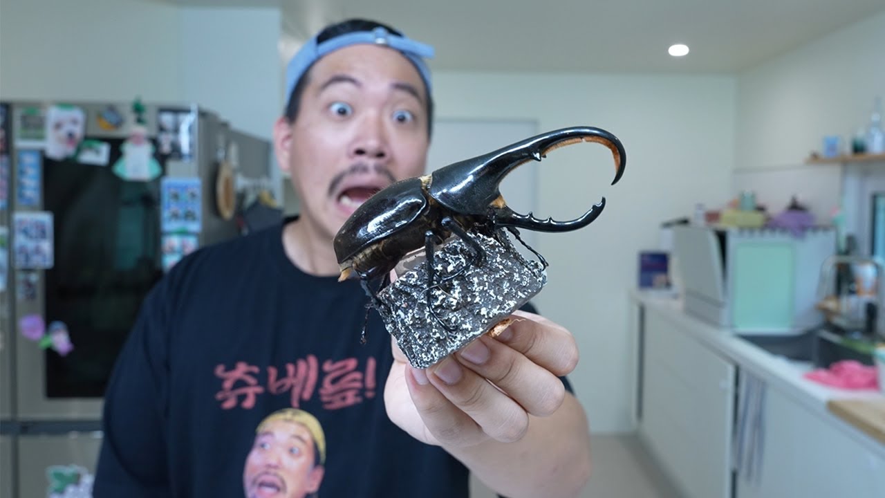 이게 말이 되나요..? 우리나라에서 절대 잡히면 안 되는 헤라클레스 장수풍뎅이가 잡혔습니다