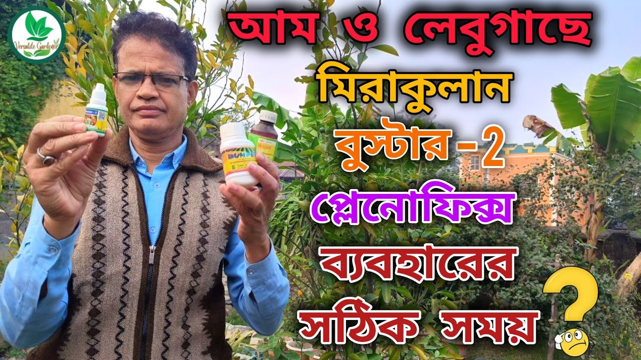 আম ও লেবু গাছে মিরাকুলান,বুস্টার:2 ও প্লেনোফিক্স ব্যবহারের সঠিক সময়! PGR