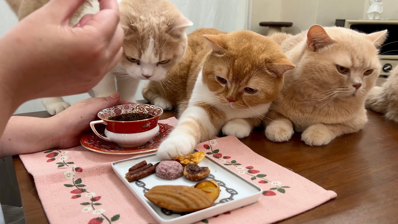 お腹を空かせた猫たちの圧が凄い