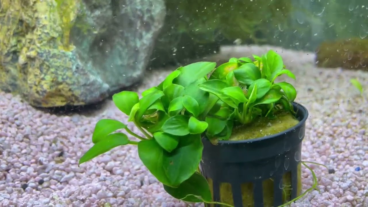 Kleinstes Zwergspeerblatt Anubias nana Bonsai