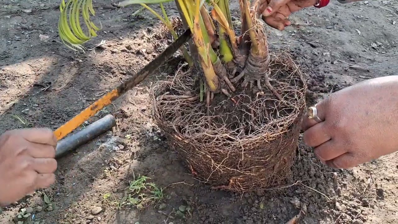 ||रूट पुनीरग  ||गर्मी के मौसम कि तैयारी ऐरीका फार्म  #gardening work