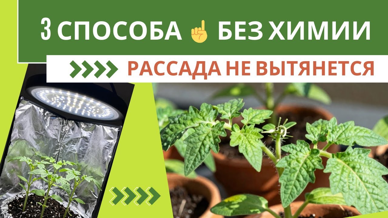 Три способа, чтобы рассада не вытягивалась в комнате!(без химии)