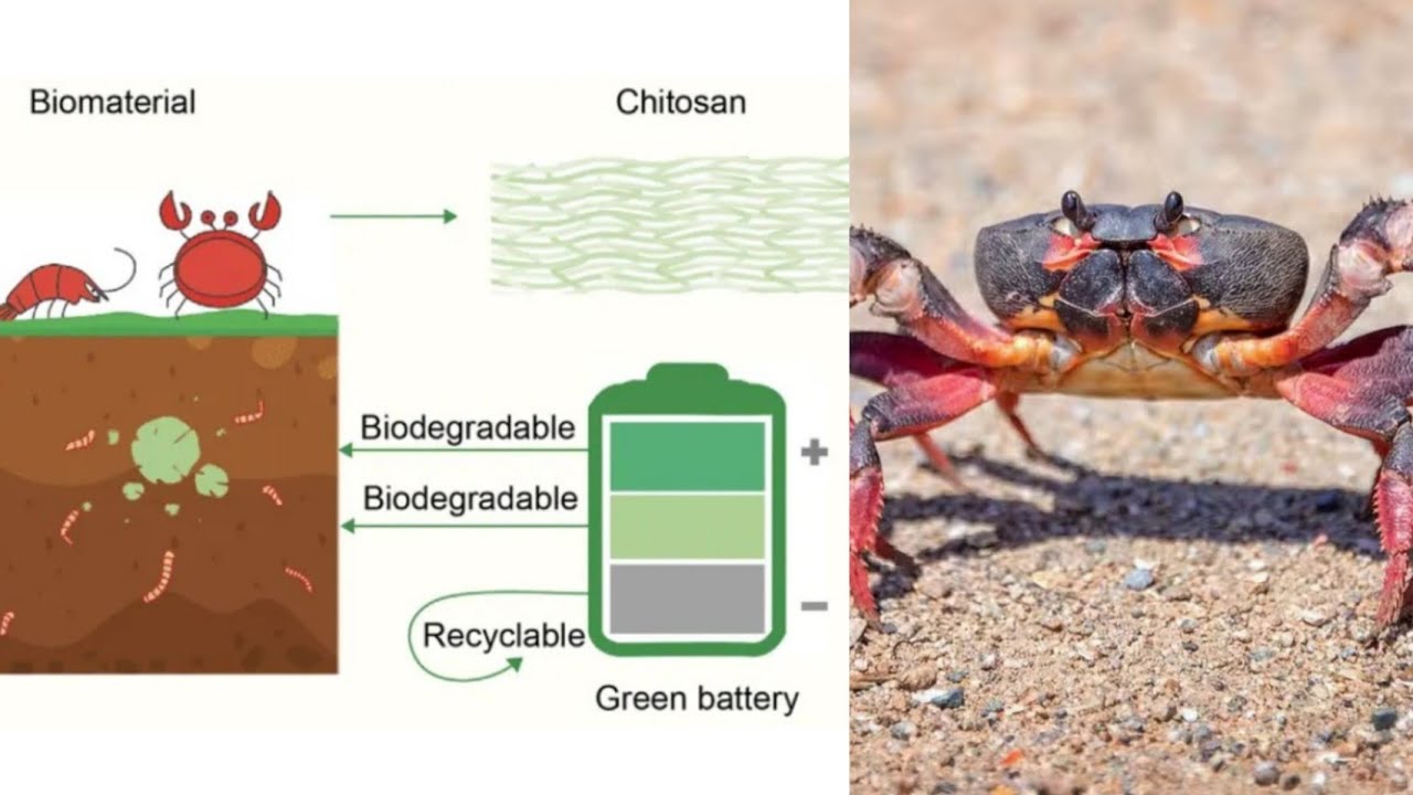 Scientists Turn Crabs Into Biodegradable Batteries
