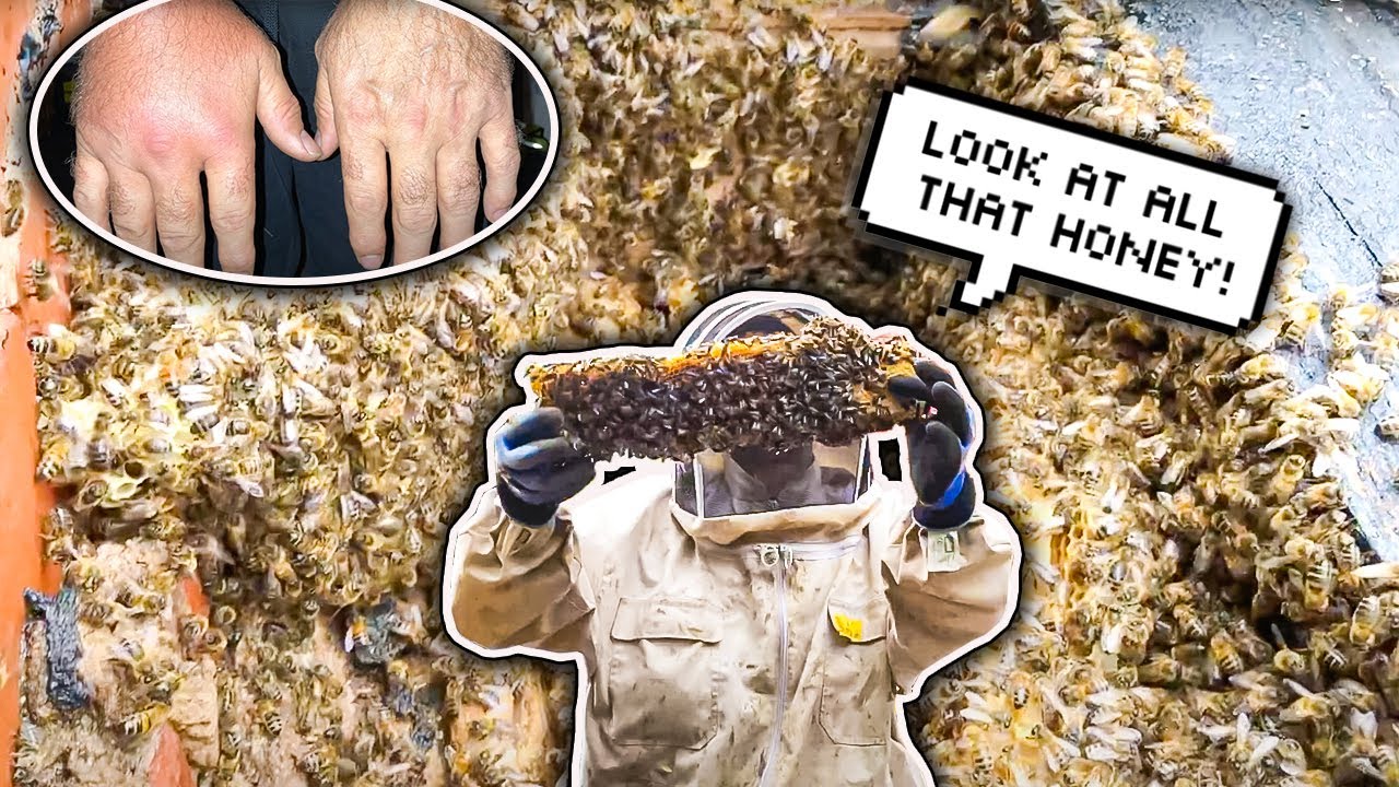 PAINFUL EXPERIENCE!!! removing a honeybee colony from a roof!!!