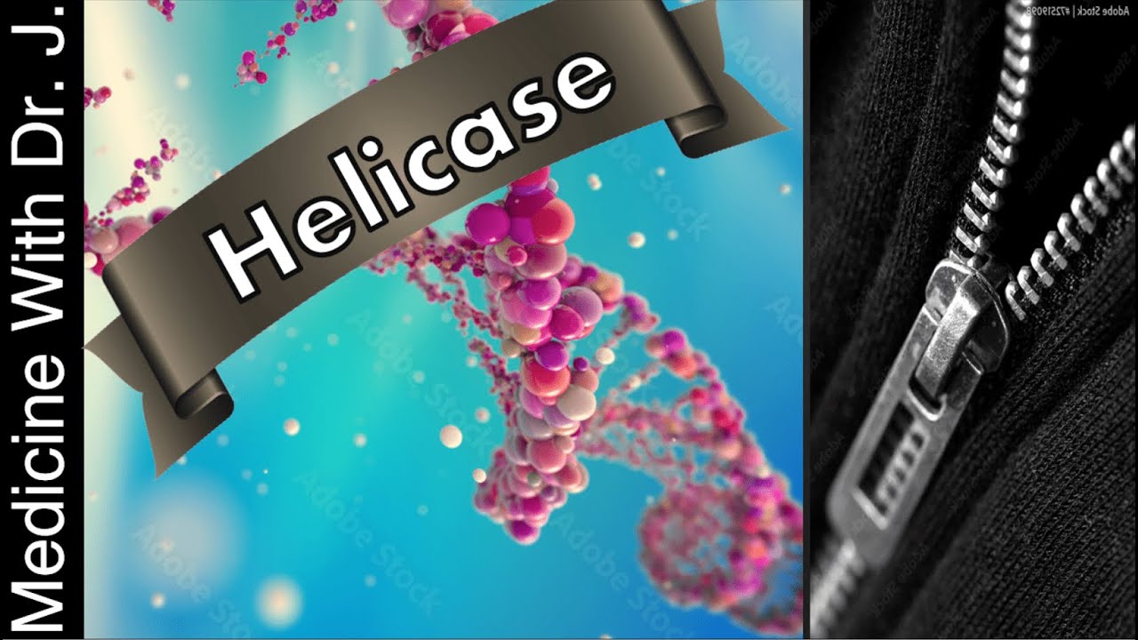 Helicase Explained - Enzyme Design