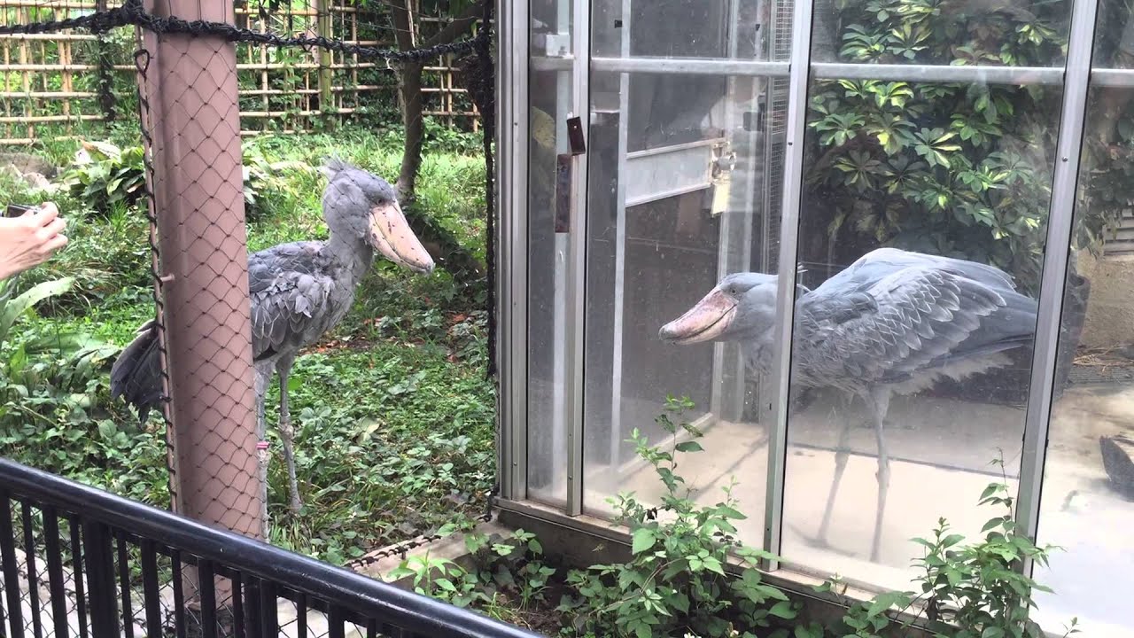 Shoebill Storks Fighting