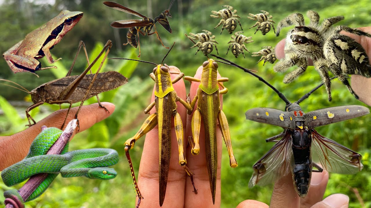 catching jumping spiders with their children, lizards, chameleons, grasshoppers