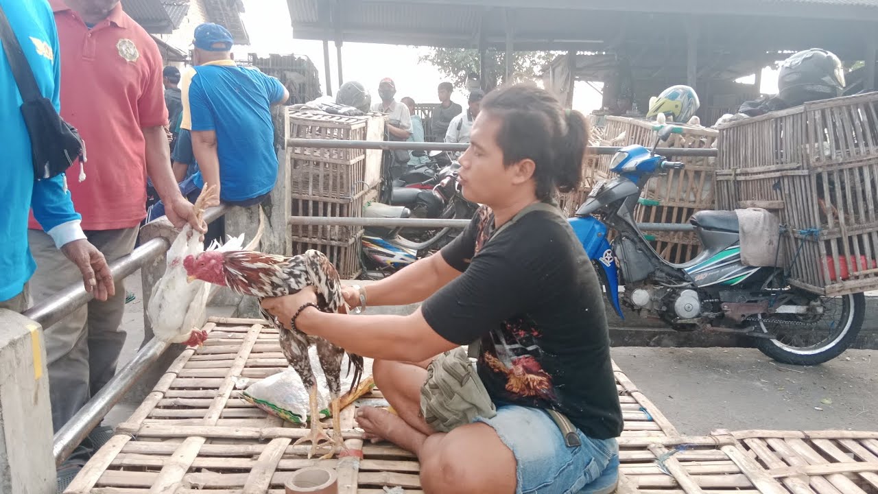 Murah polll❗❗ harga ayam di pasar kertosono❗❗