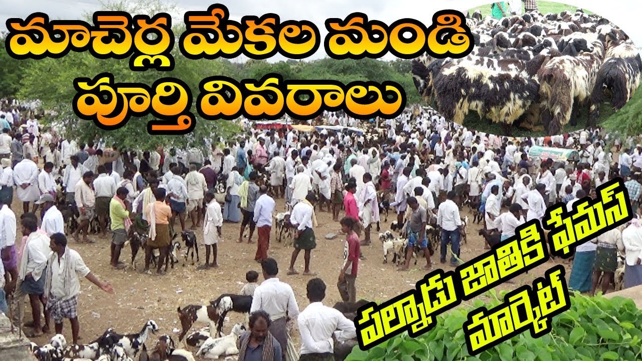Macherla Bakra Mandi Details, Famous for Palnadu Breed | Village Videos for all