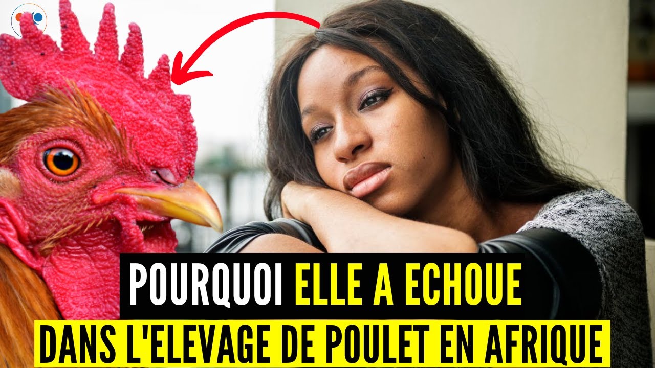 5 RAISONS d'échec DES AFRICAINS dans l'élevage de poulet en AFRIQUE AUJOURD'HUI, coaching N*3