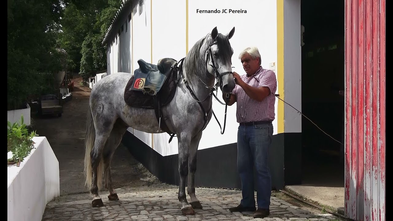 Passion For Horses - Quinta Do Malhinha - Terceira Island - Azores
