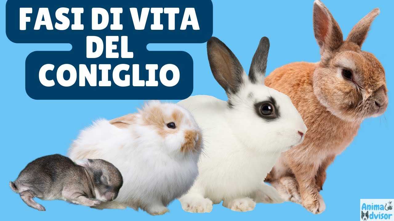 Fasi di Vita del Coniglio: Dalla Nascita alla Vecchiaia! 🐰🐰