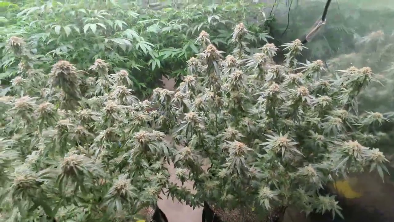 garden update! ayahuasca purple Haze, funky kong and the veggies!