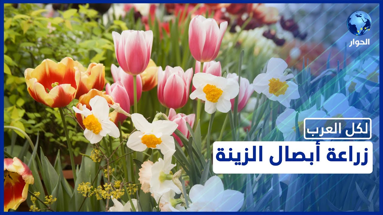 أبصال الزينة الشتوية المزهرة.. كيفية زراعتها منزليا وطريقة العناية بها