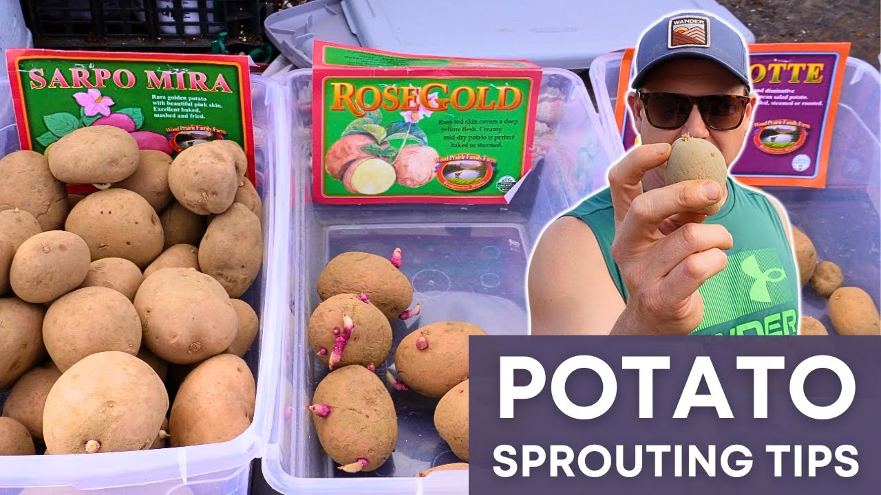 Как проращивать картофель для большего урожая!