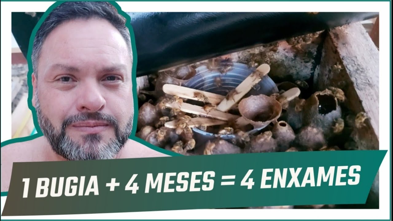 DE 1 BUGIA cheguei a 4 CAIXAS em APENAS 4 MESES + 