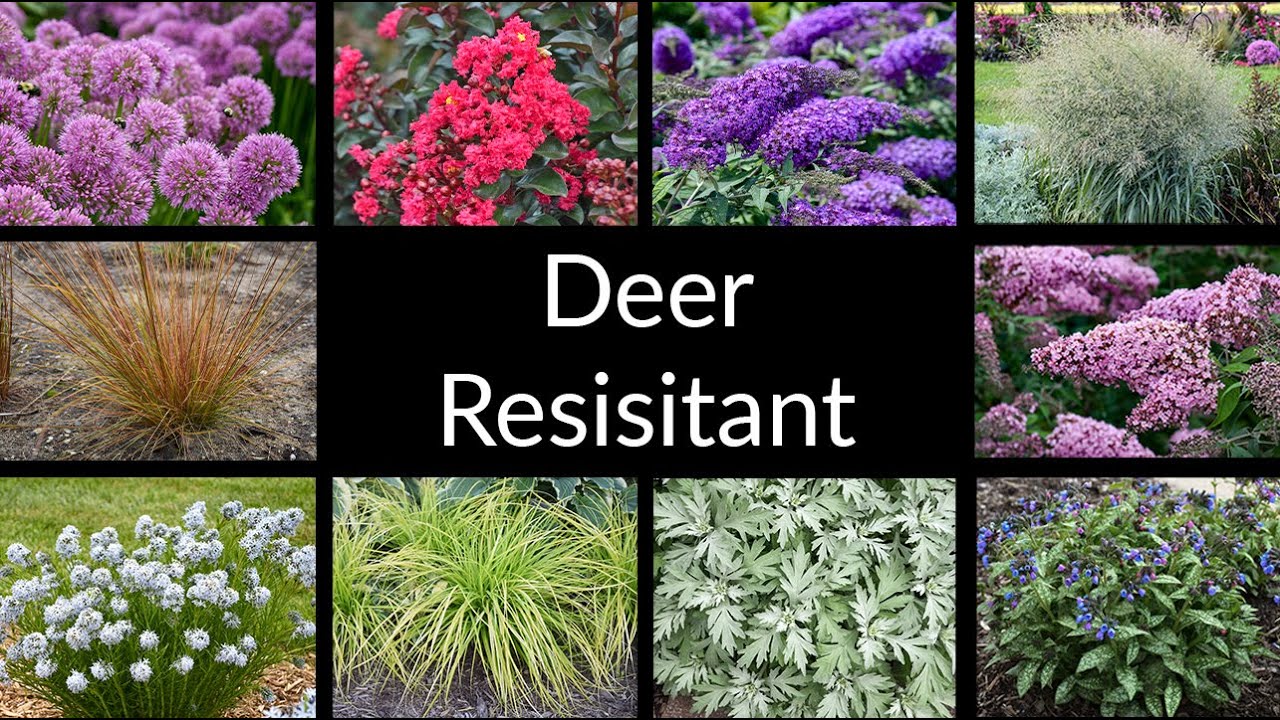 Top Picks for a Deer Resistant Garden || Walters Gardens