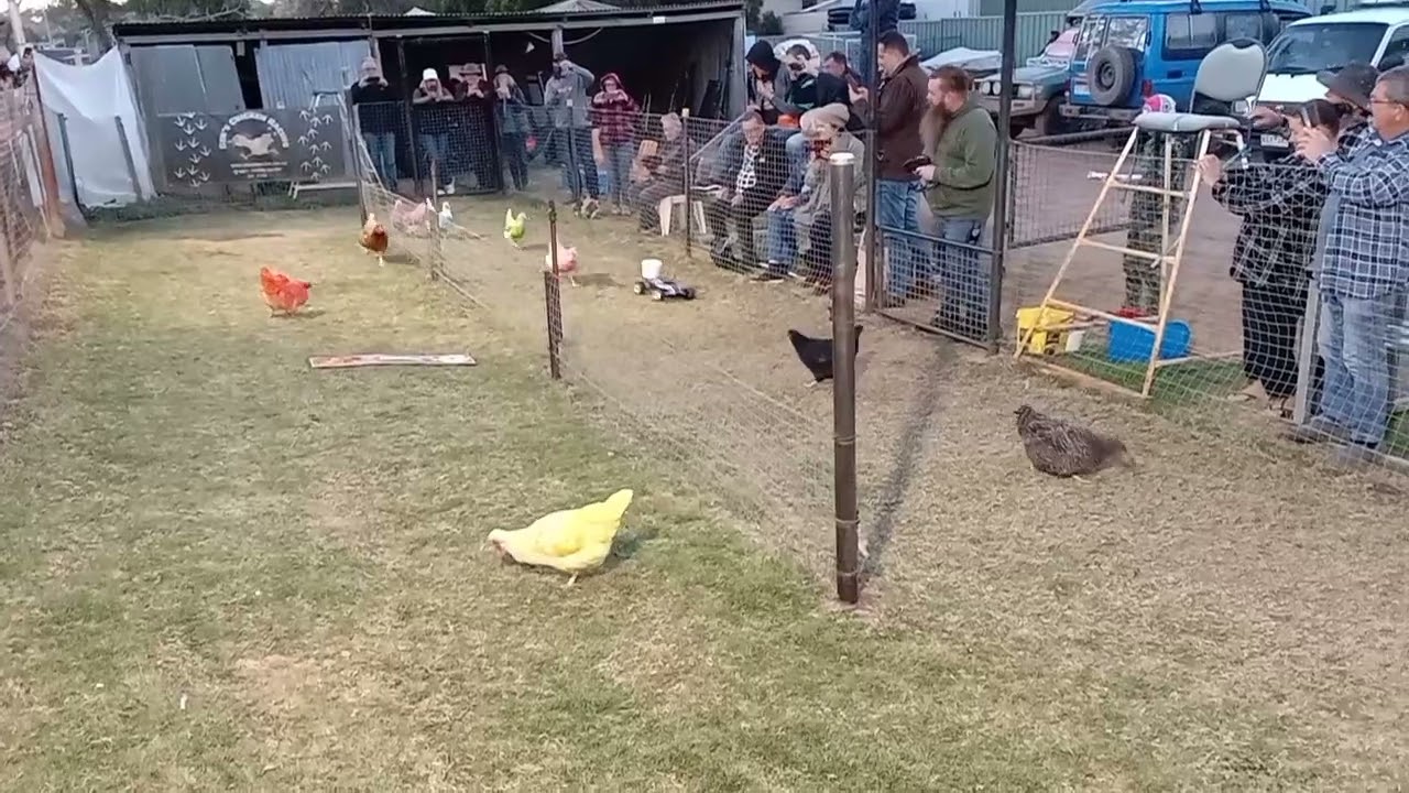 Chicken Racing|Tambo