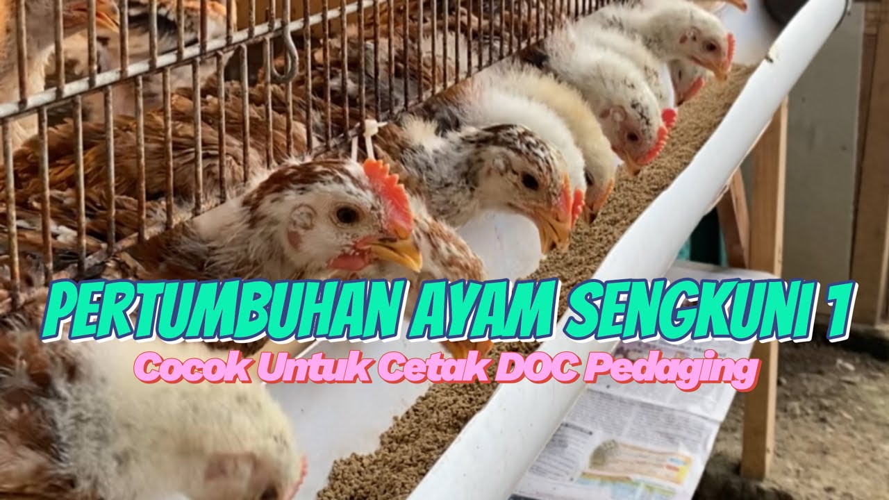AYAM SENGKUNI 1 - CARA MENAMBAH NAFSU MAKAN AYAM