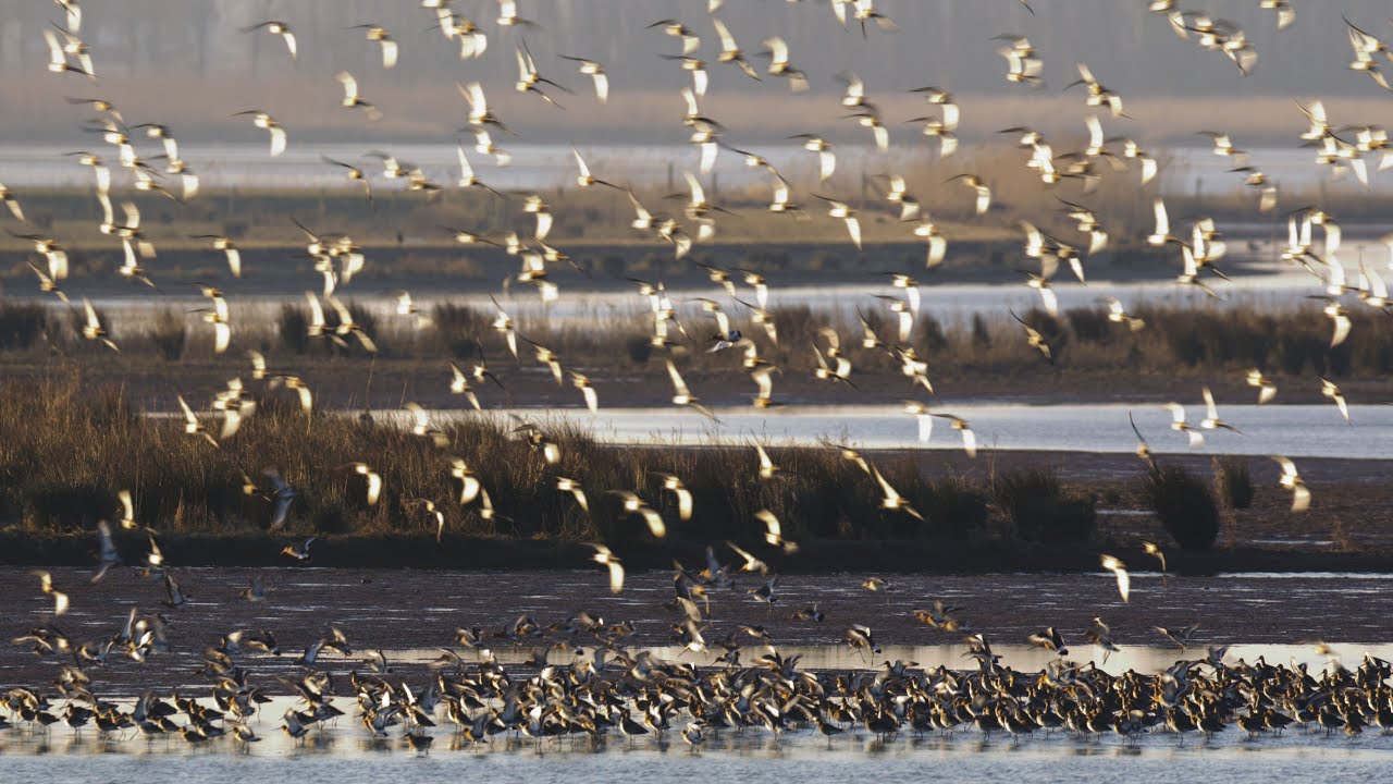 De Biesbosch: Natuur in beweging - Trailer 2024