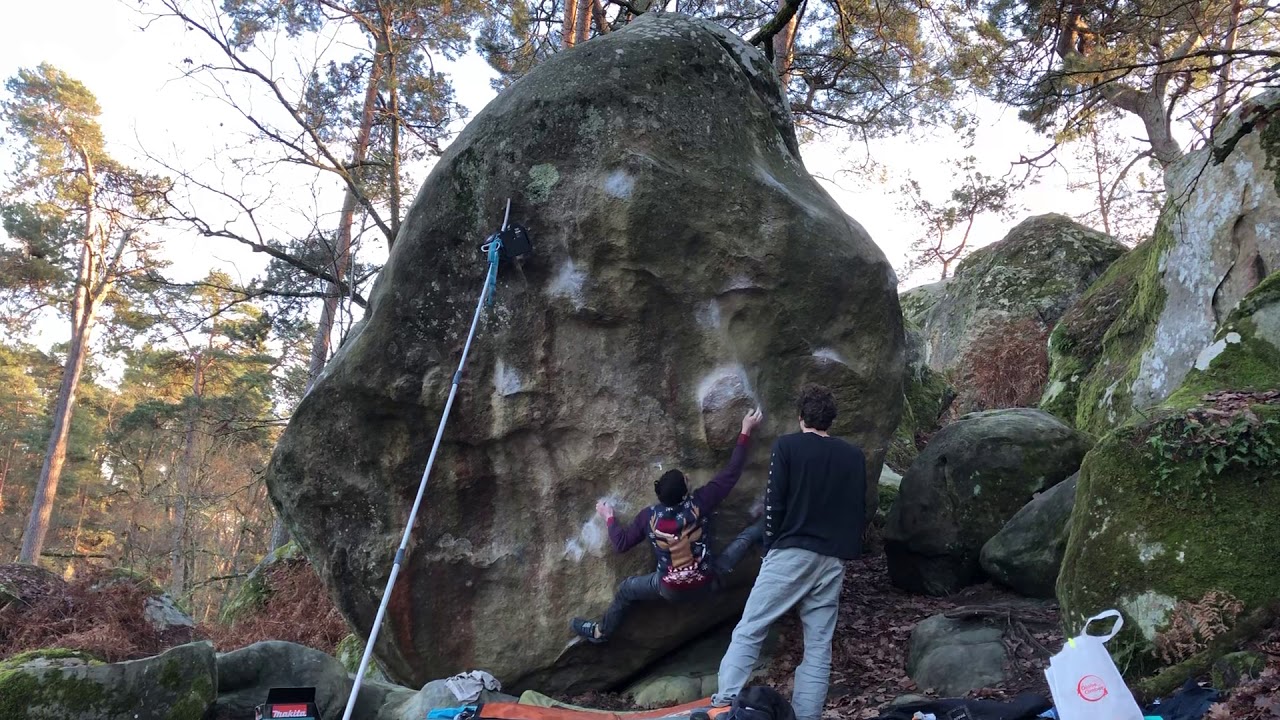 Gecko assis 8B