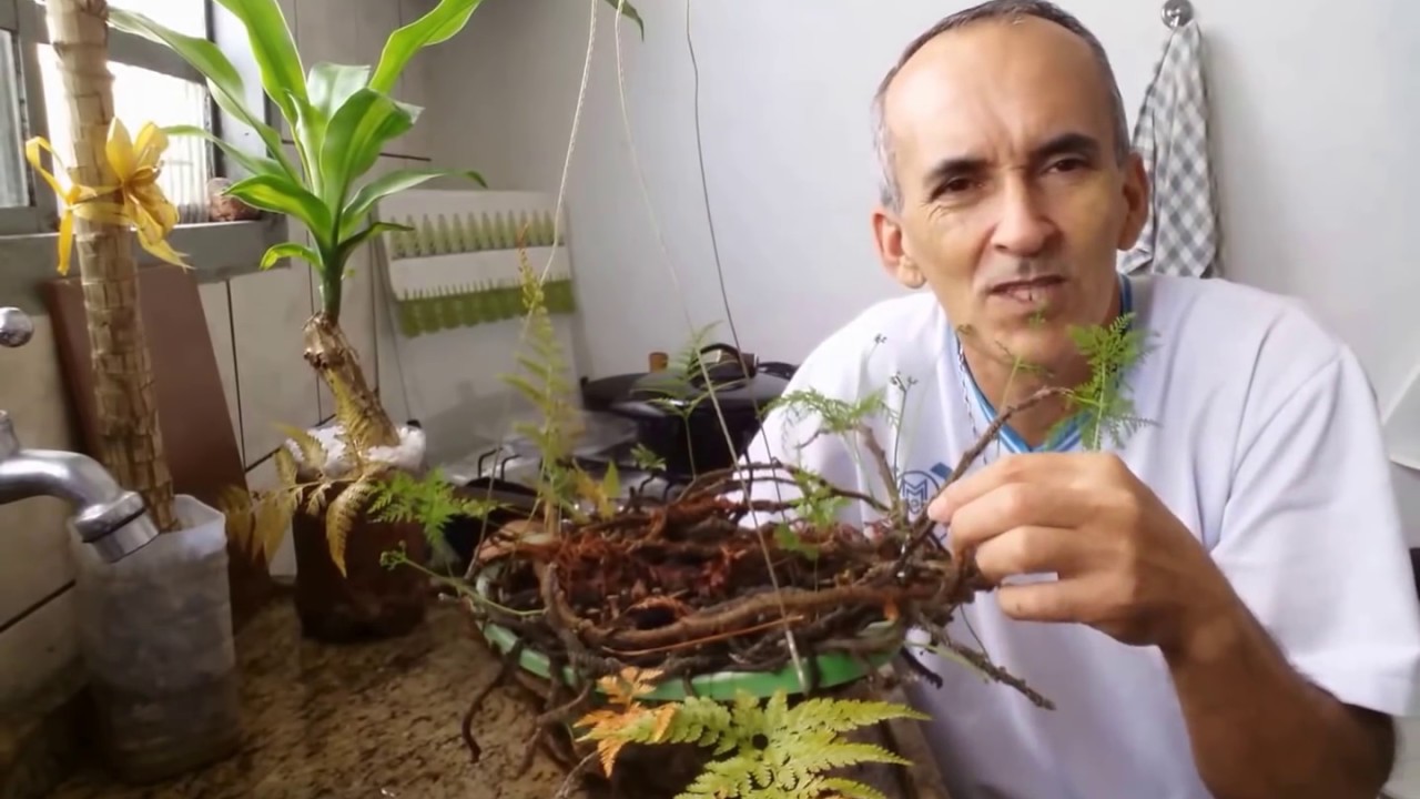 #Renda Portuguesa: Como plantar e cuidar?