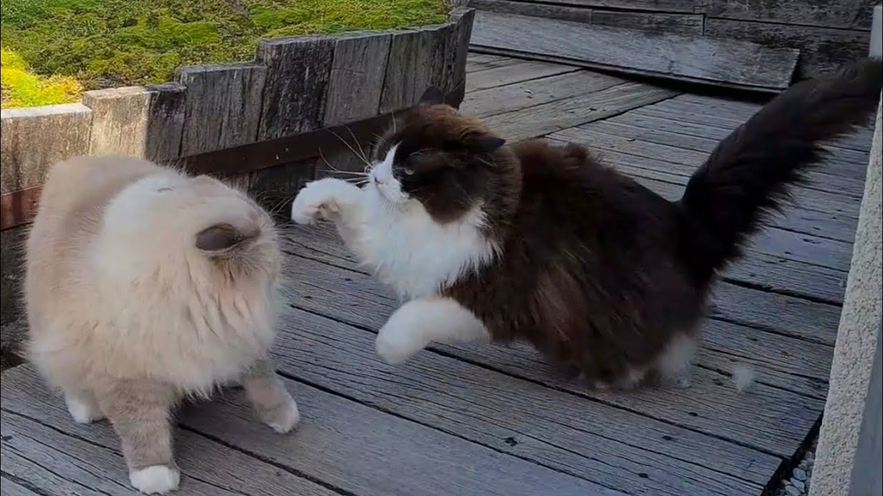 Cat Fight In Slow Motion - Funny Compilation
