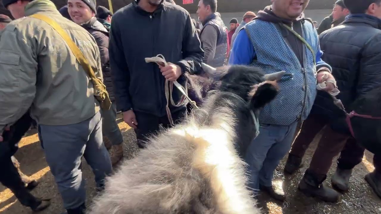 JAYDARI BUQACHA NARXLARI 1.03.2026