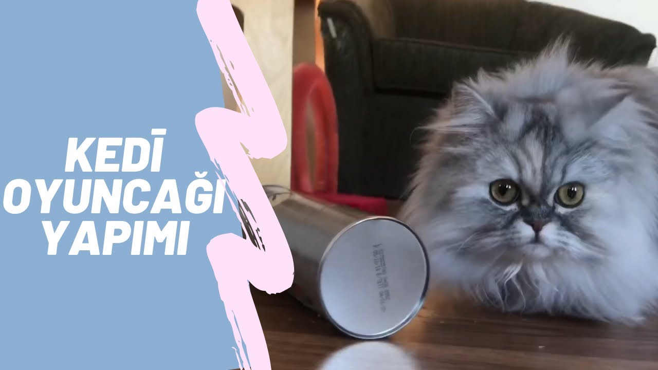 Kedinizin tek başına da oynayabileceği bir oyuncak yaptım, DIY