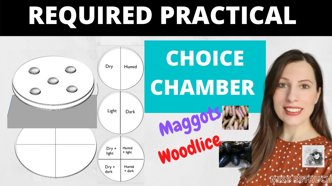 CHOICE CHAMBER Required Practical: A-level Biology practical with maggots or woodlice studying taxes
