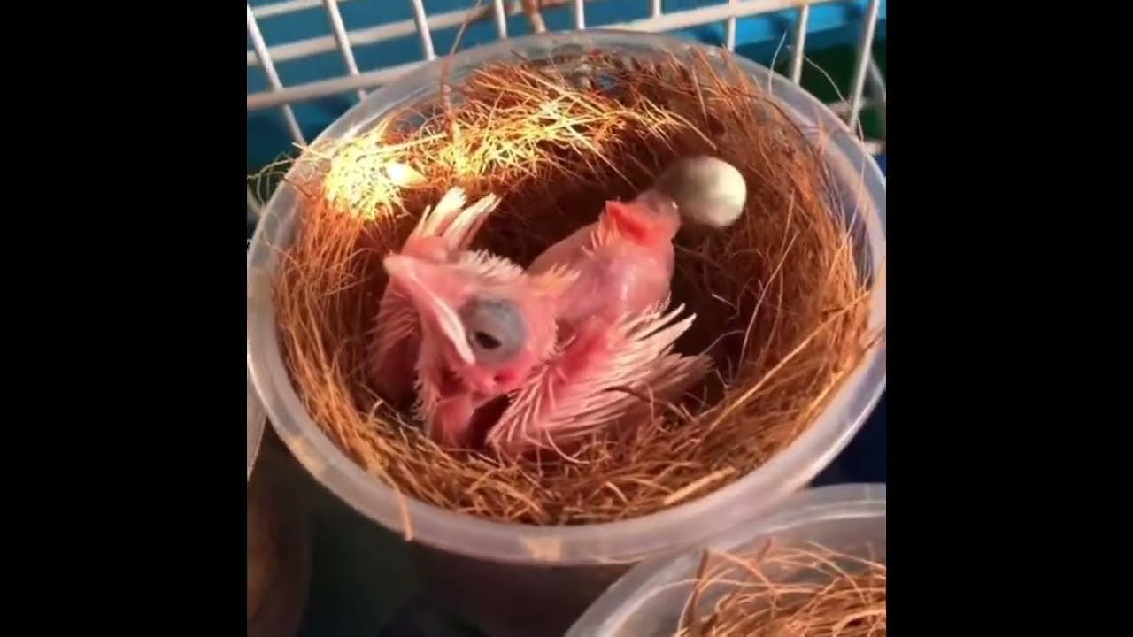 Baby bird eat and then poop instantly