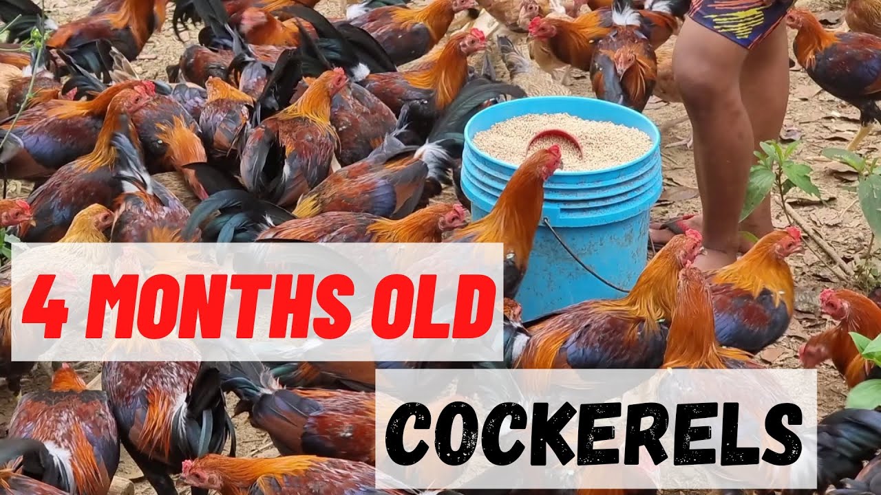 FOUR MONTHS OLD COCKERELS.