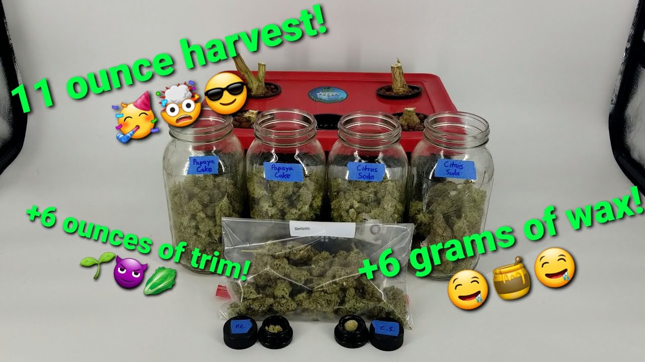 Papaya Cake 🥭🎂 and Citrus Soda 🍊🥤harvest!!! 🤤🤤🤤