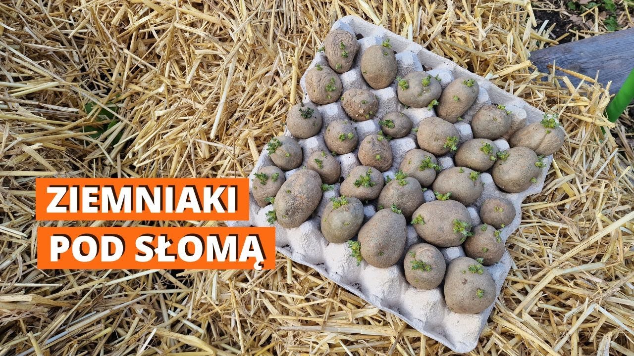 Ziemniaki pod słomą
