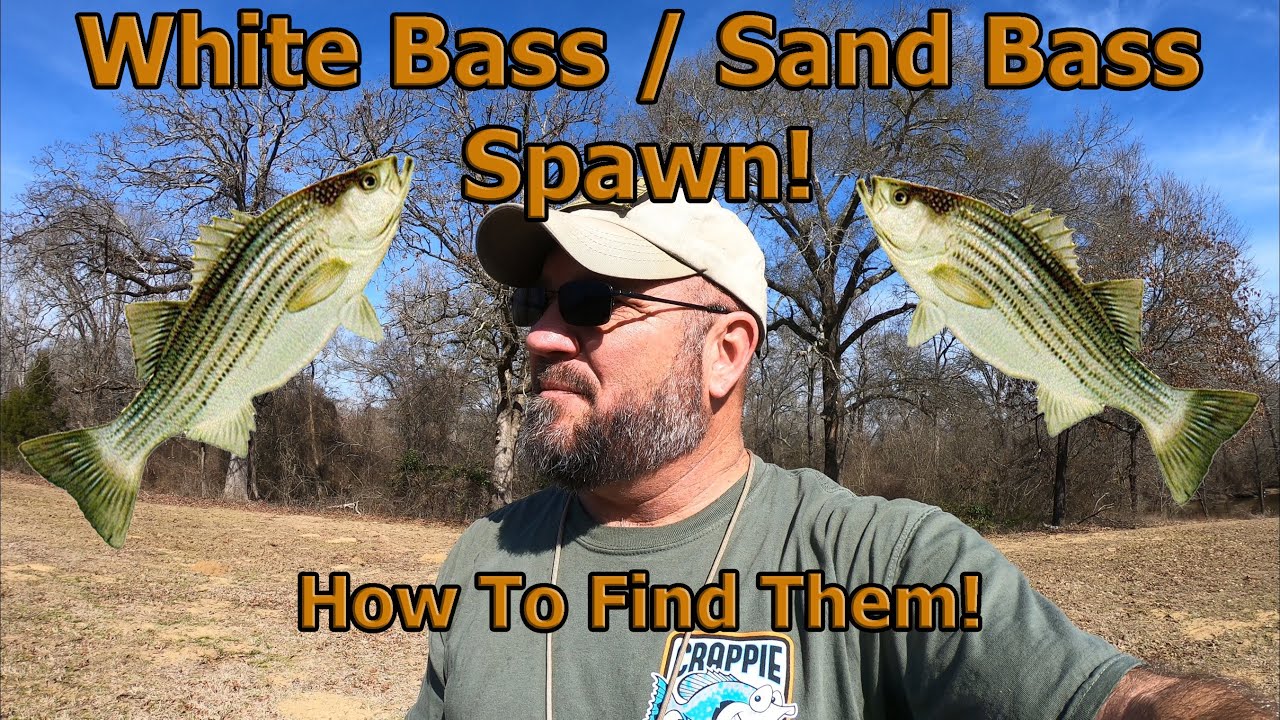 HOW TO FIND WHITE BASS SPAWNING LOCATIONS!  EP 1121