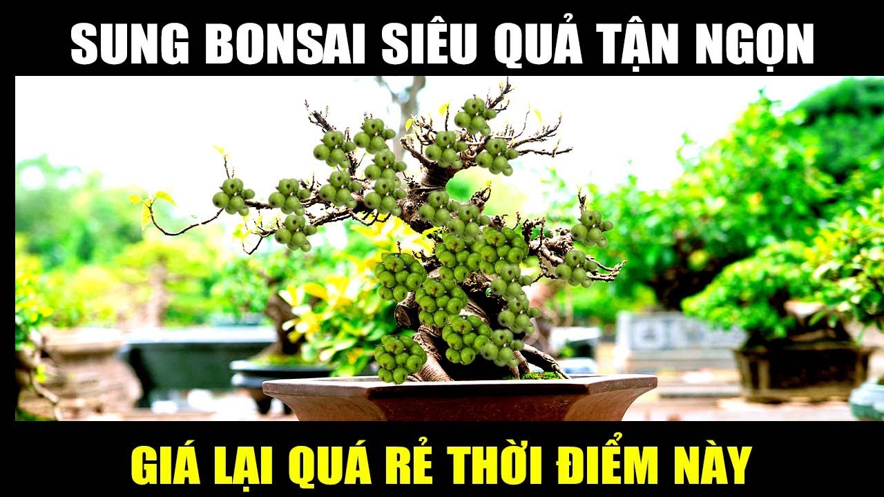 3,5 Triệu Cây Sung Nghệ Thuật Siêu Quả Đến Tận Ngọn