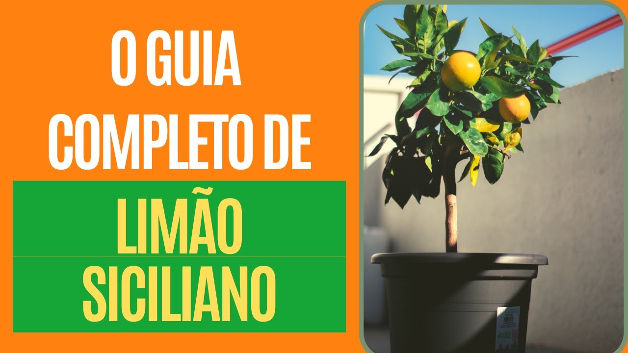 Limão Siciliano - como cuidar e plantar