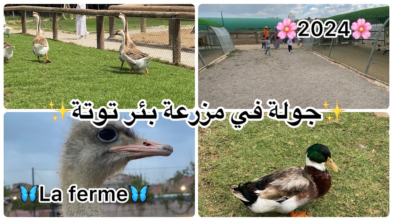 رحلة مع الأطفال إلى مزرعة الخيل ببيرتوتة#ferme_équestre_birtouta #رحلة_بيداغوجية