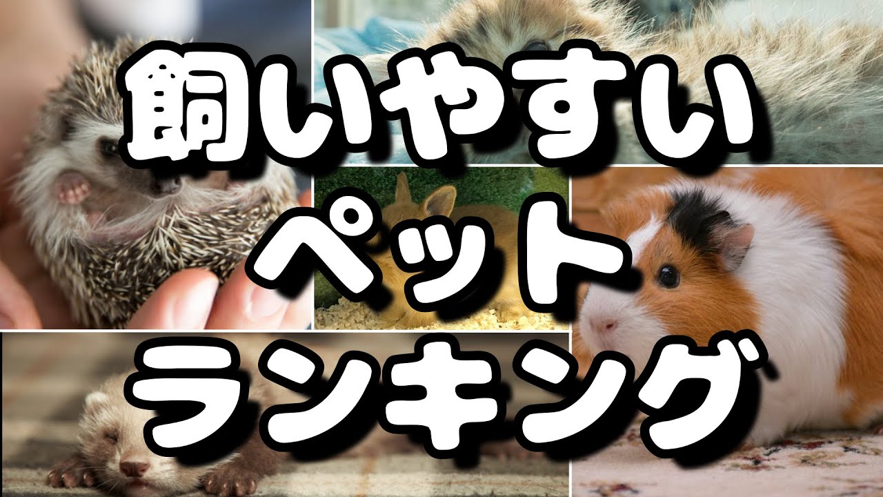 一人暮らしにもオススメ！飼いやすいペットランキング