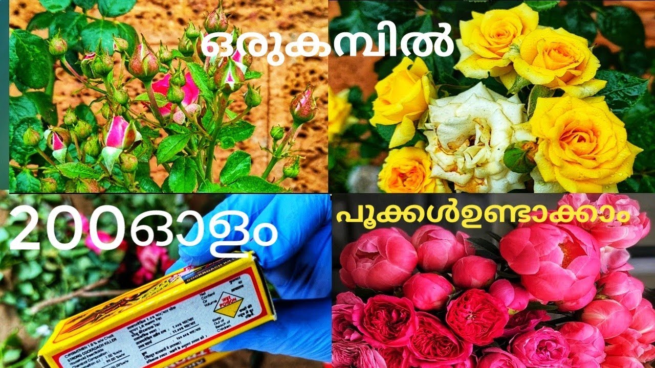 200 മൊട്ടുകൾ ഒരു തണ്ടിൽ | Rose plant in Malayalam | Rose plasnt