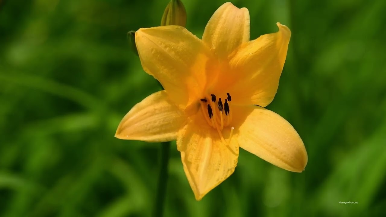 花咲く初夏の志賀高原