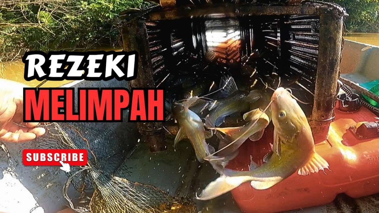 REZEKI BUBU BAUNG MELIMPAH #vlog136 #unlimitedhobby #unlimitedfishing