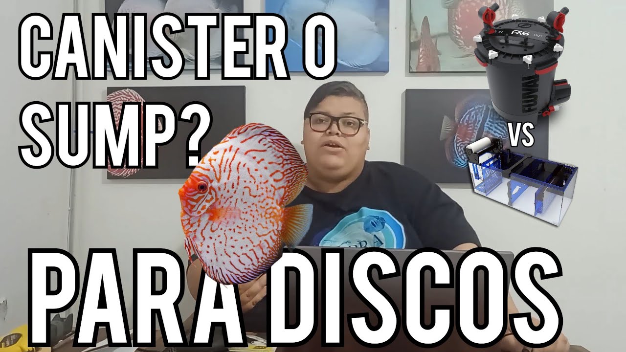 FILTRACIÓN 1: La mejor FILTRACIÓN para PECES DISCO