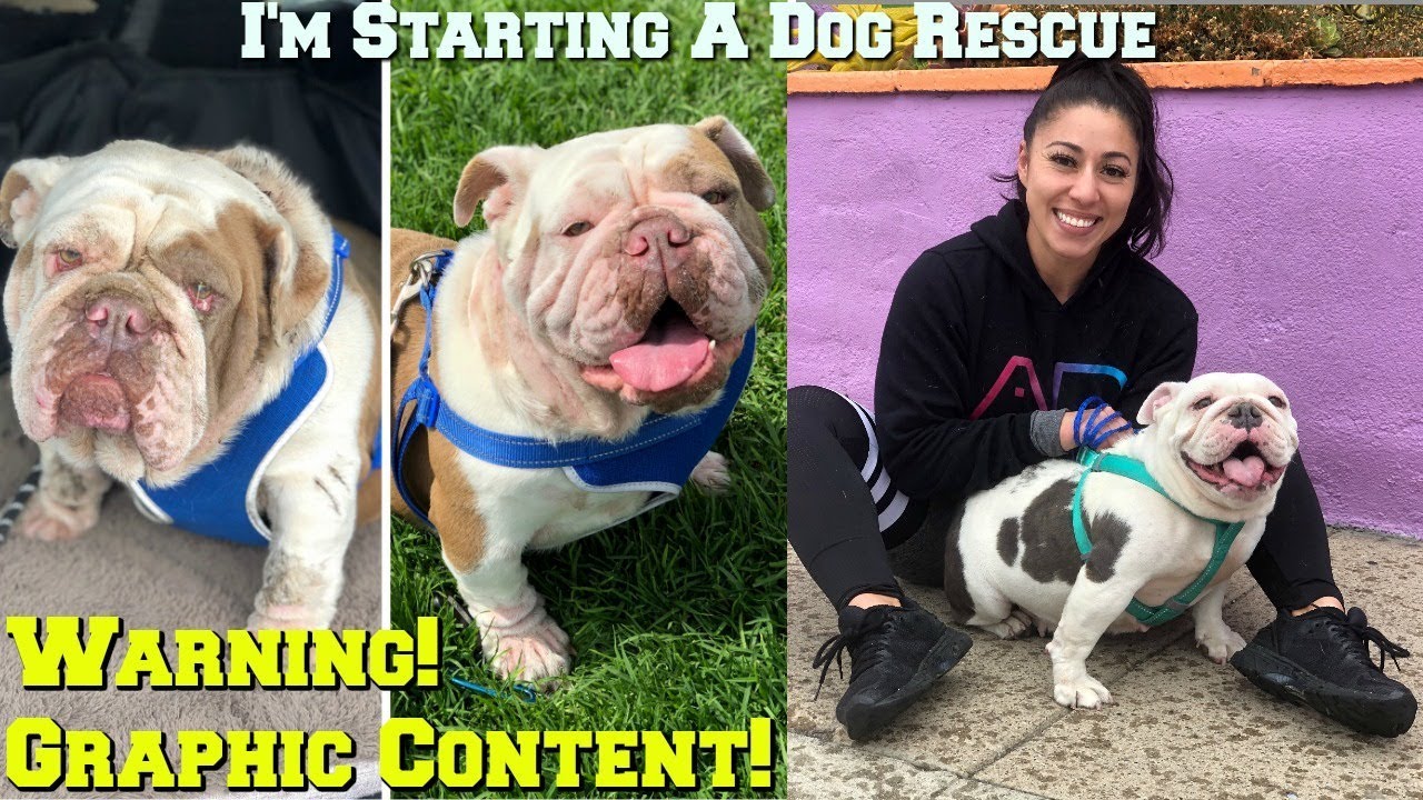 Starting A Dog Rescue!