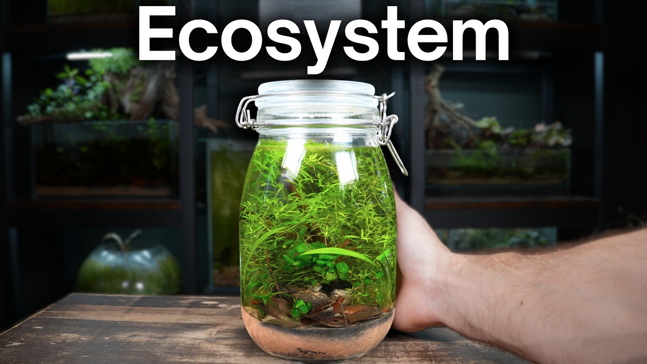 Building a Self-Sustaining Mini Aquarium in a Jar!