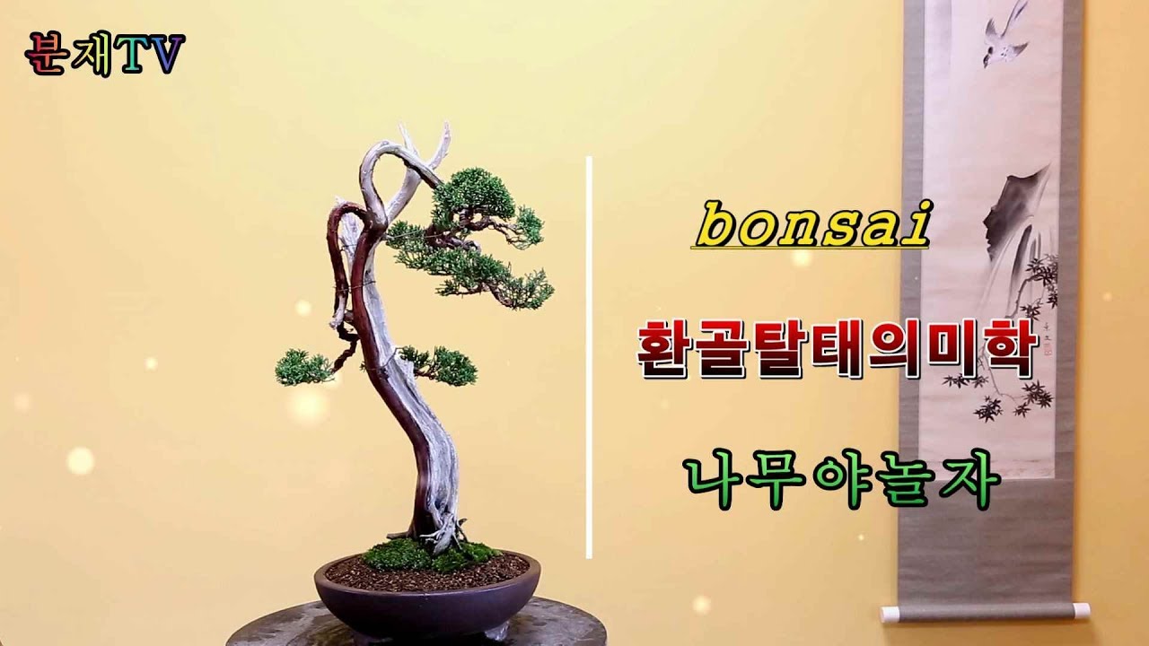 향나무 물관 광내기부터 스타일링까지 bonsai 분재교육 8회