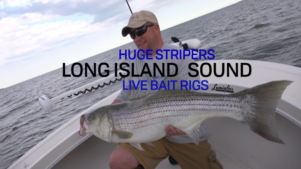 Huge Stripers Long Island Sound Live Bait Rigs