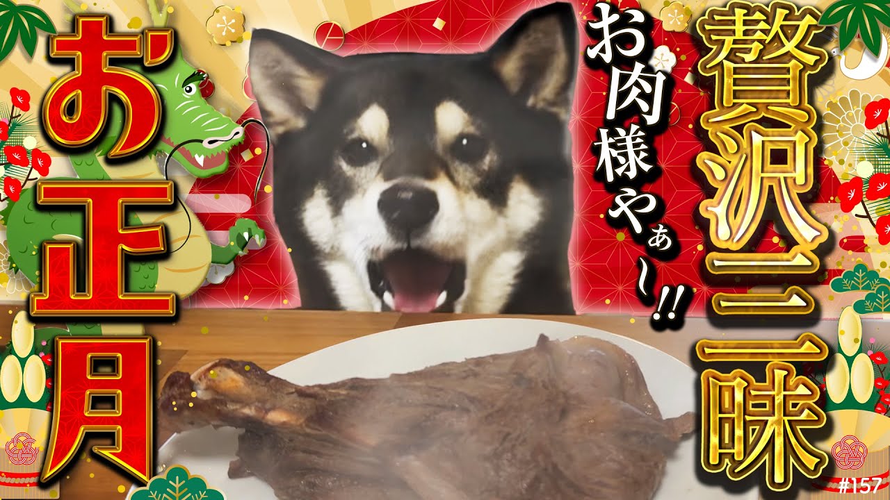 お正月を贅沢三昧に過ごす柴犬